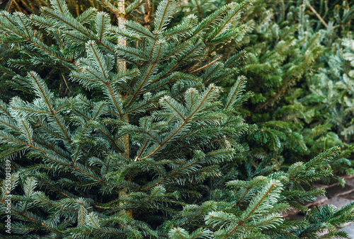 fir tree branch christmas background