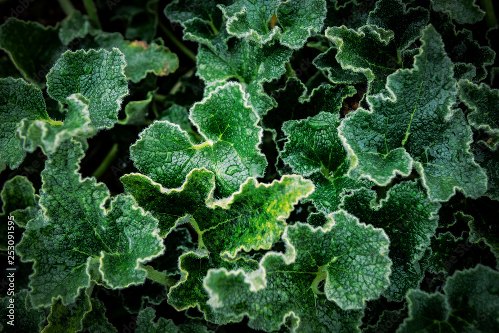 Creative layout made of green leaves. Flat lay. Nature background Creative layout made of green leaves. Flat lay. Nature background