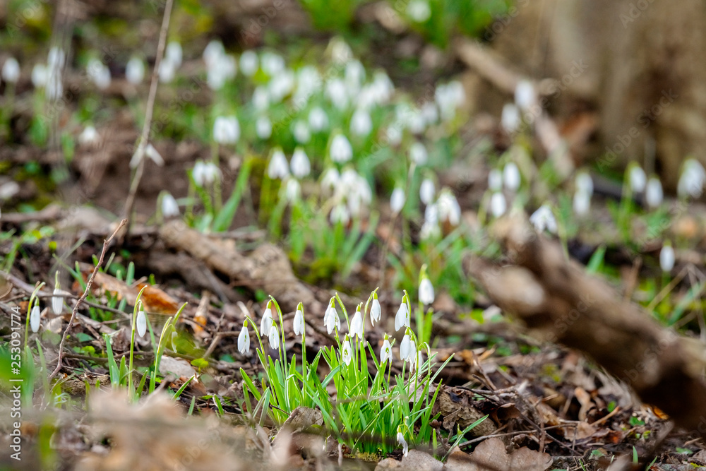Snowdrop flowers growing in a forest Snowdrop flowers growing in a forest