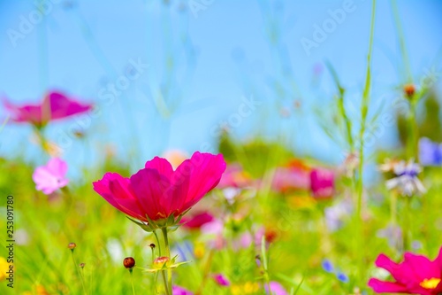Blumenwiese Hintergrund - Sommerblumen Wiese bunt