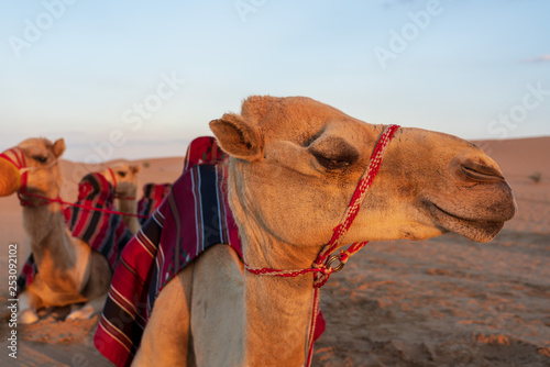 Laughing Camel at the desert