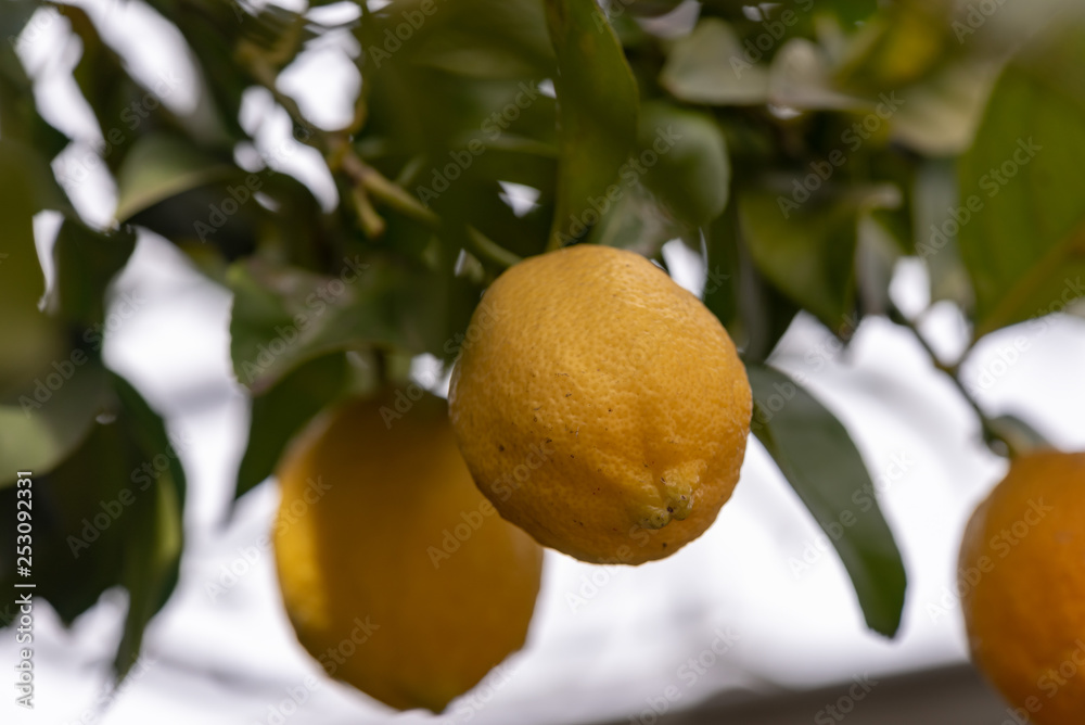 Fruit of lemon, on the branch