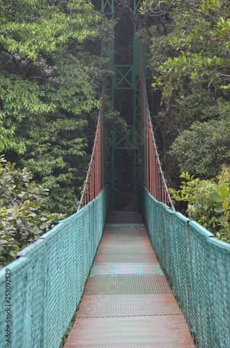 Fototapeta Naklejka Na Ścianę i Meble -  Rainforest Bridge