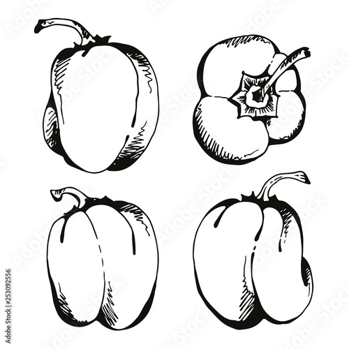 Set of hand drawn sweet bell peppers on white background