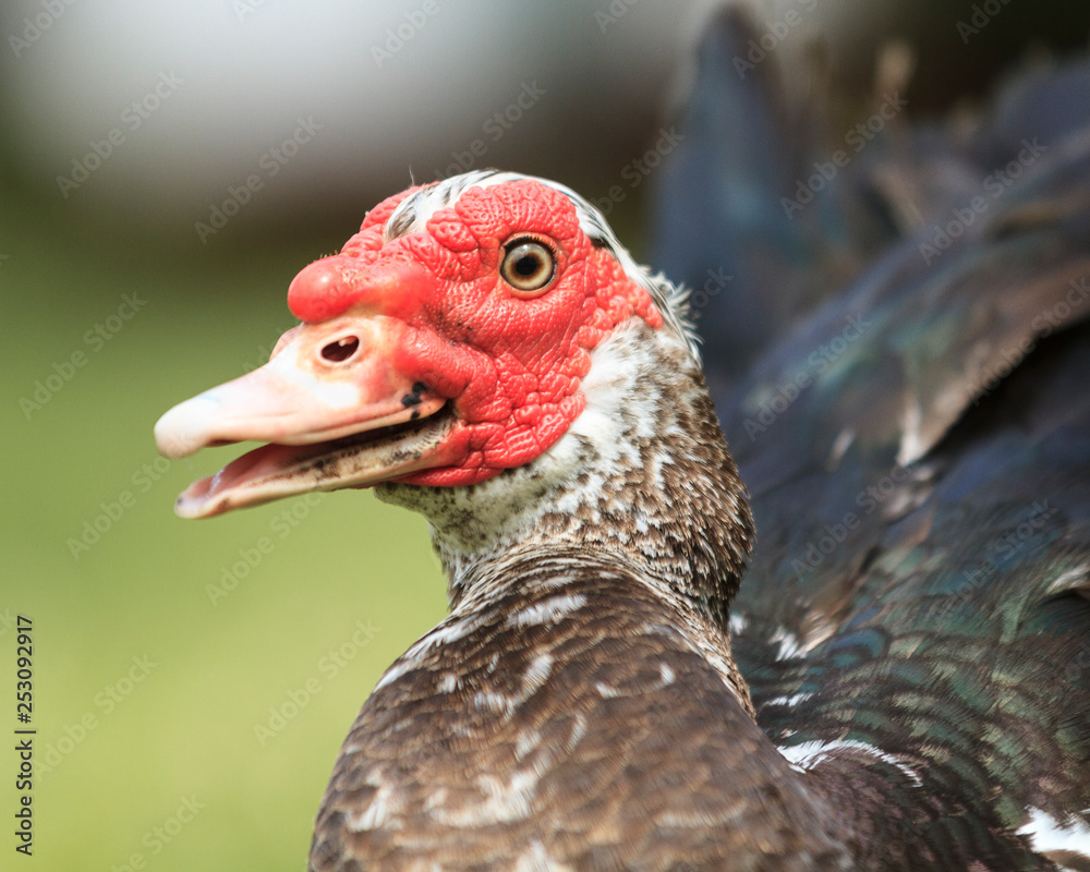 muscovy duck looks surprised