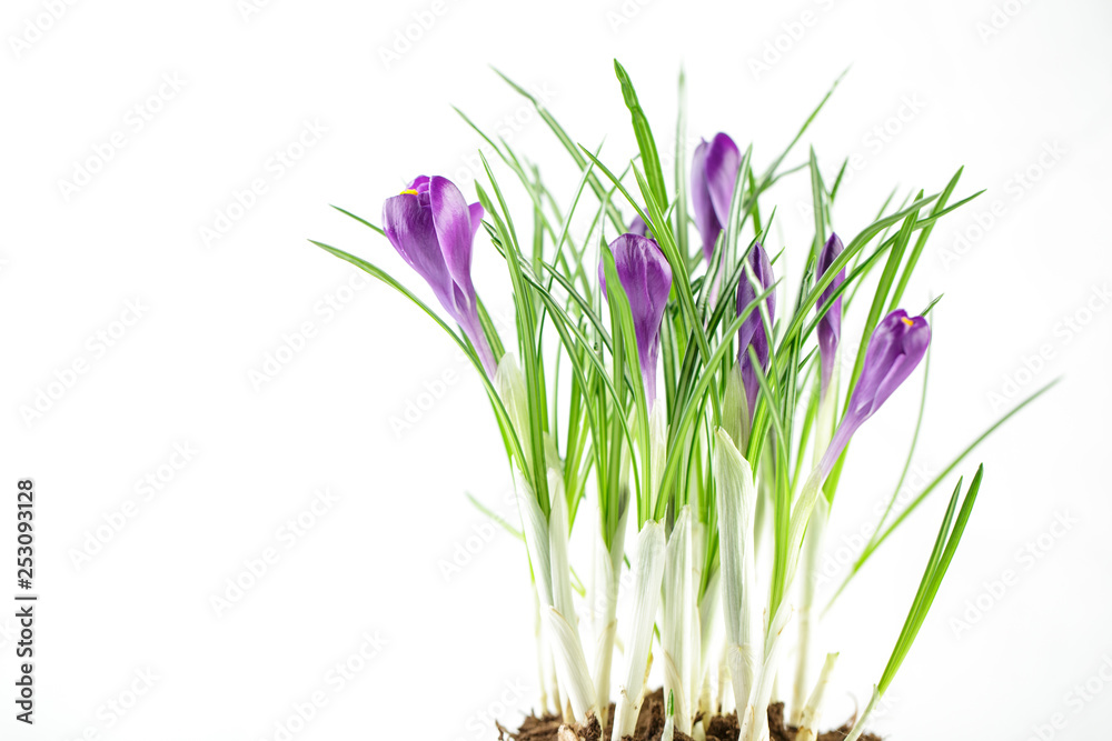 Blue crocuses isolated on a white background