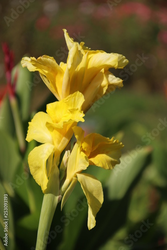 Canna flower of yellow color.