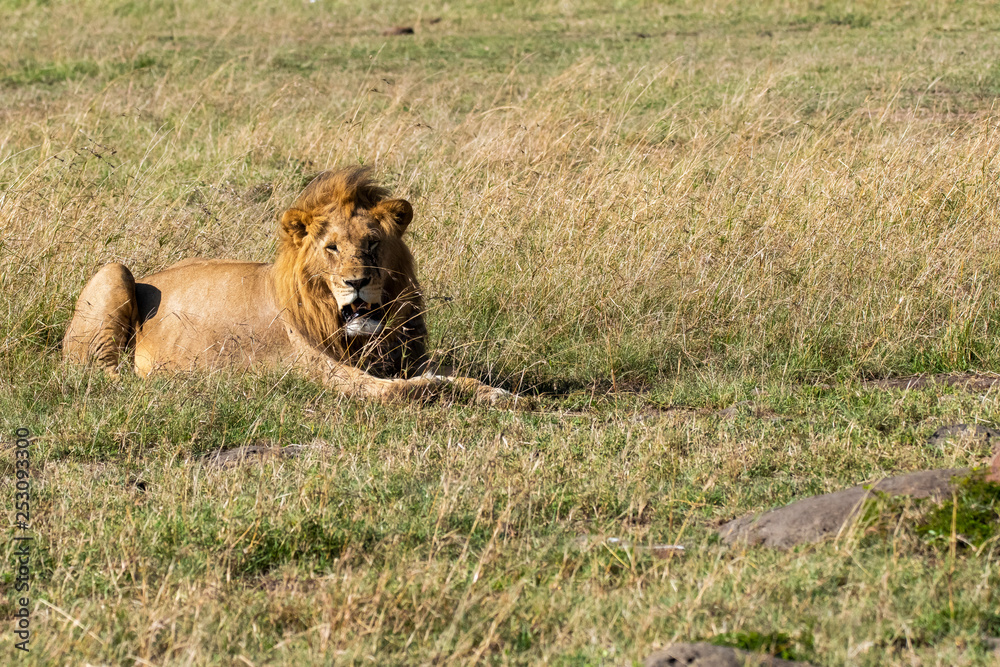 Fototapeta premium A male lion sitting relaxedly in the plains of Africa inside Masai Mara National Park during a wildlife safari