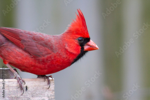 red cardinal © Brett