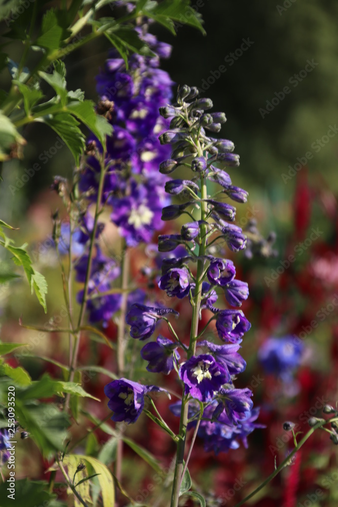 Obraz premium Flower bell.