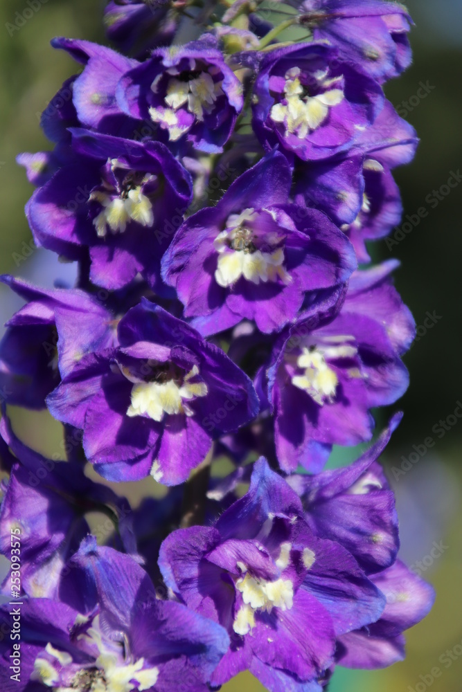 Flower bell. Flower bell.