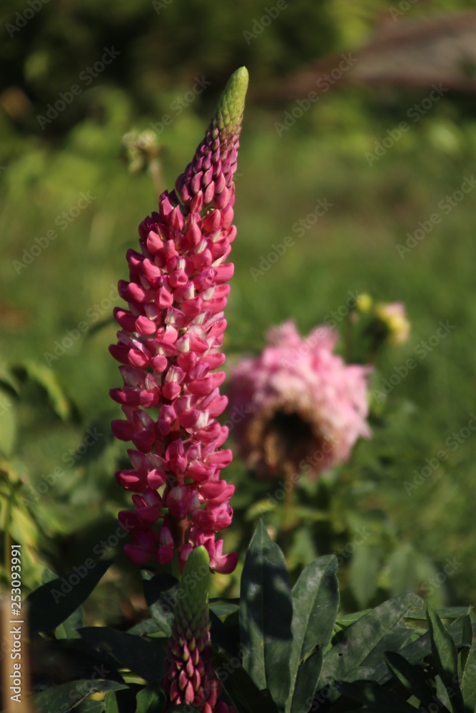 Obraz premium Lupin flower.