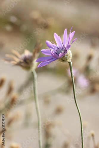 Violet wild flower, catananche caerulea