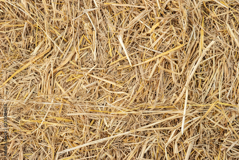 Dry yellow straw grass background texture closeup wallpaper.