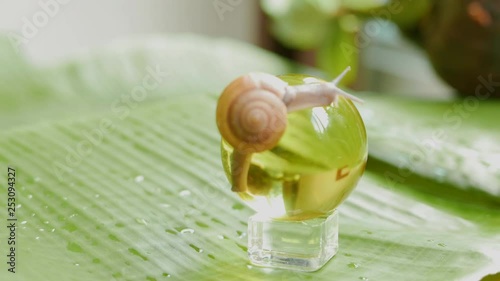 a snail is crawling in circles on a dry coconut, a snail is crawling on a yellow ball, two snails are crawling on a palm tree leaf. photo