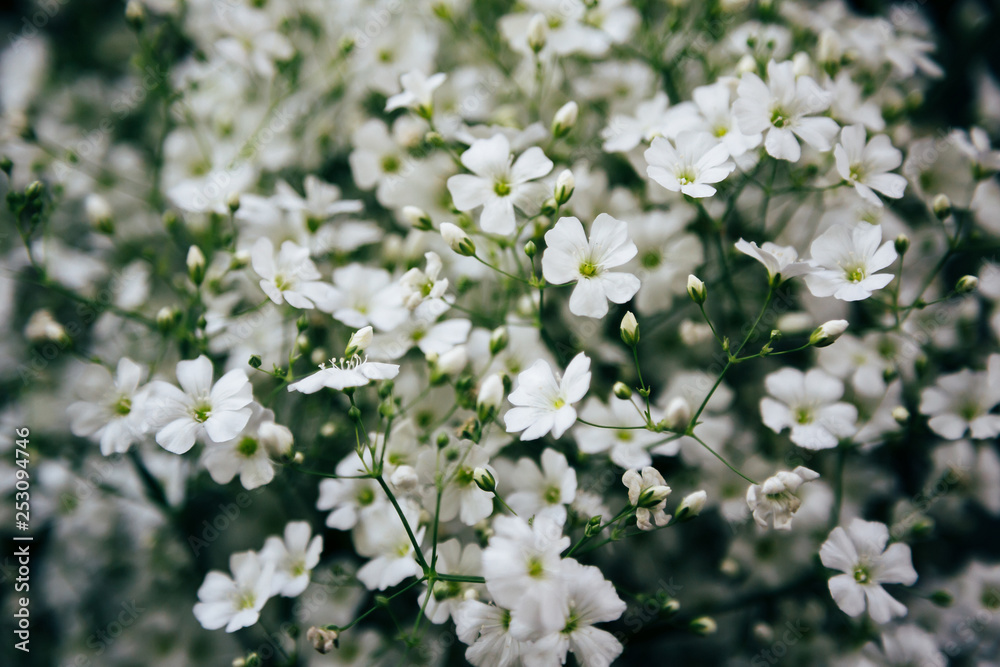 Little white flowers of Gypsophila. Bunch of flowers Little white flowers of Gypsophila. Bunch of flowers