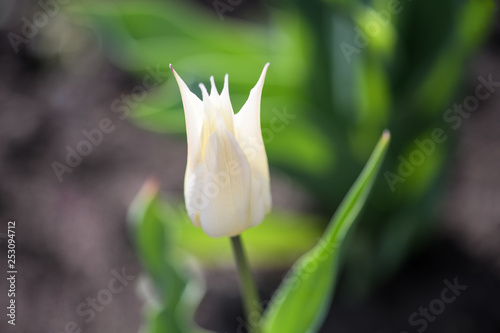 Close-up of needle-like white white Tulip. Horizontal photography
