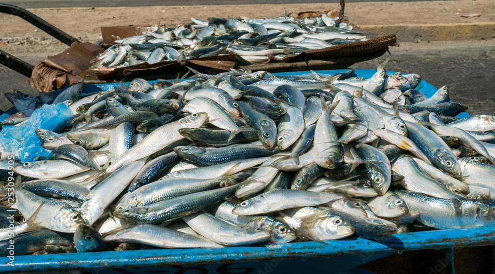 Large group of fresh sardines