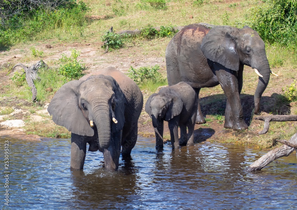 Elephants near the water of the chobe river in Botswana
