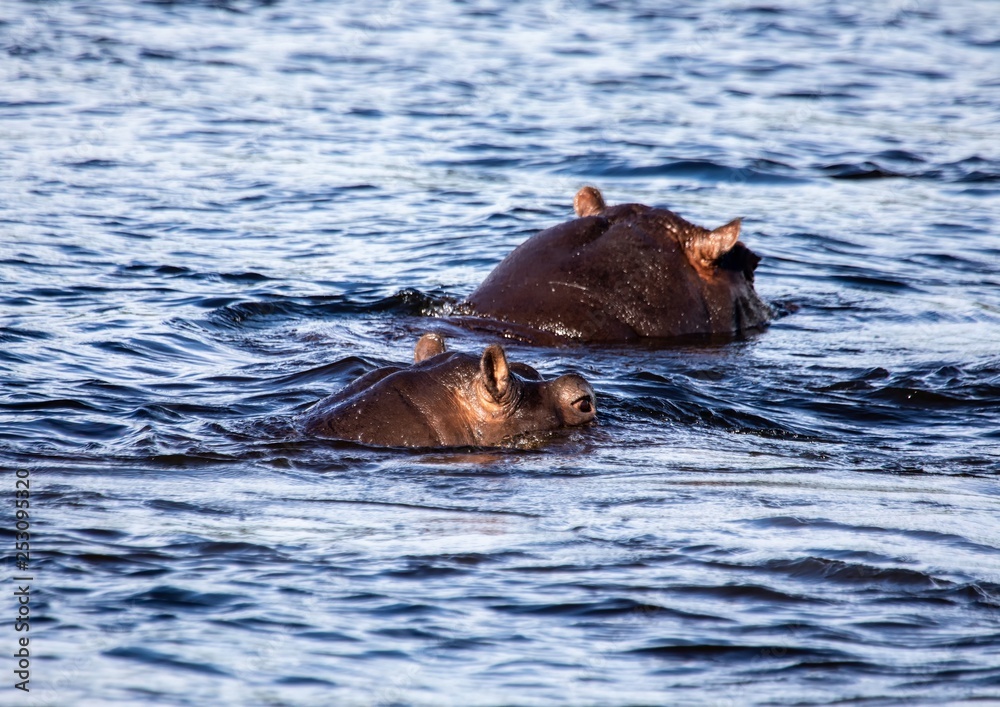 Swimming Hippopotamus in the river Chobe in Botswana Swimming Hippopotamus in the river Chobe in Botswana