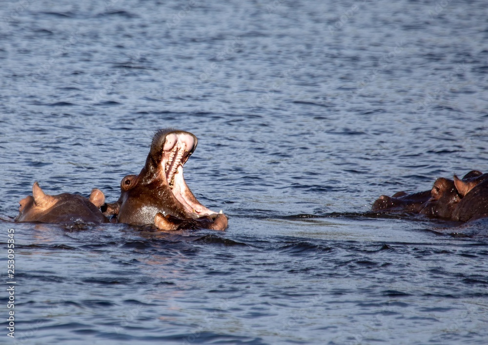 Fototapeta premium Swimming Hippopotamus in the river Chobe in Botswana