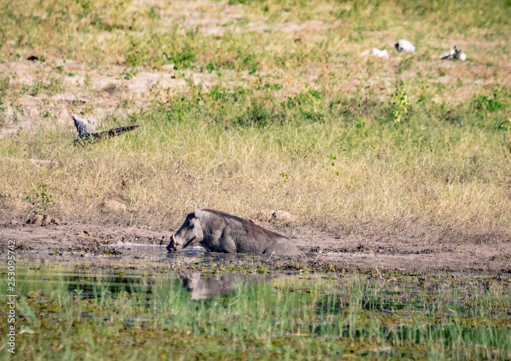 Warthog bathing in mud near the river Chobe in Botswana Warthog bathing in mud near the river Chobe in Botswana