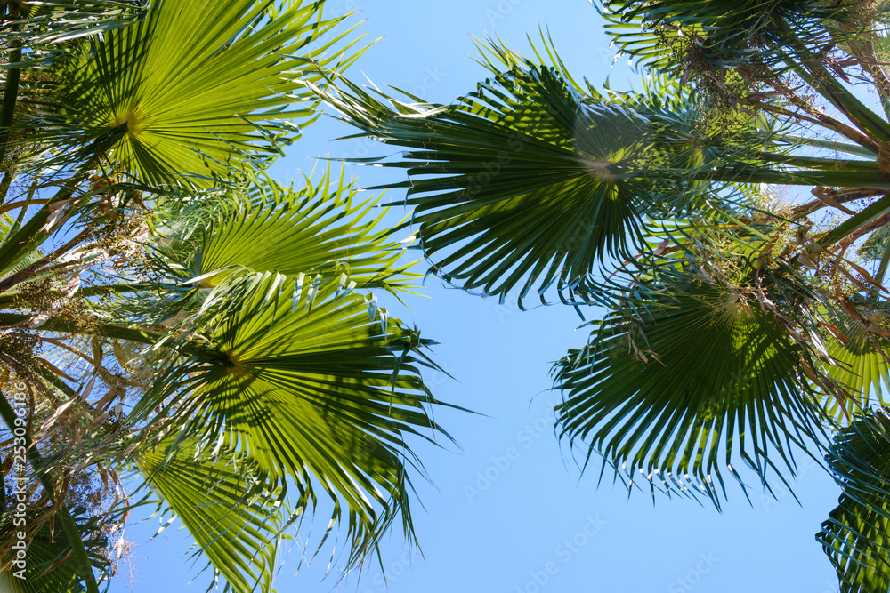 large green branches of palm trees creating a shadow against the blue summer sky large green branches of palm trees creating a shadow against the blue summer sky