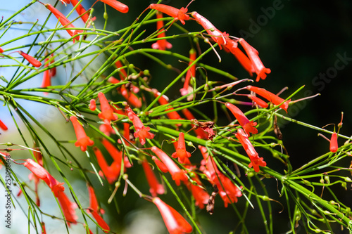 bright red elongated flowers of russelia on a dark blurred background photo