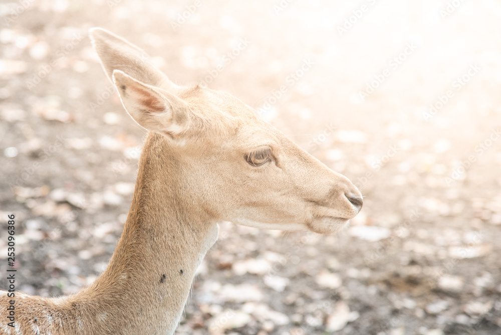 Young fallow deer, dama dama, close-up portrait. Young fallow deer, dama dama, close-up portrait.
