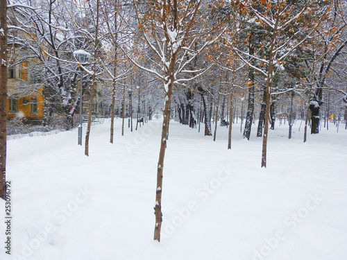 A ROW OF SMALL TREES IN WHITE SNOW IN THE CITY PARK  © AIDOS