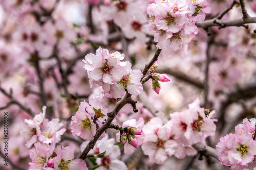 Spring in Jerusalem