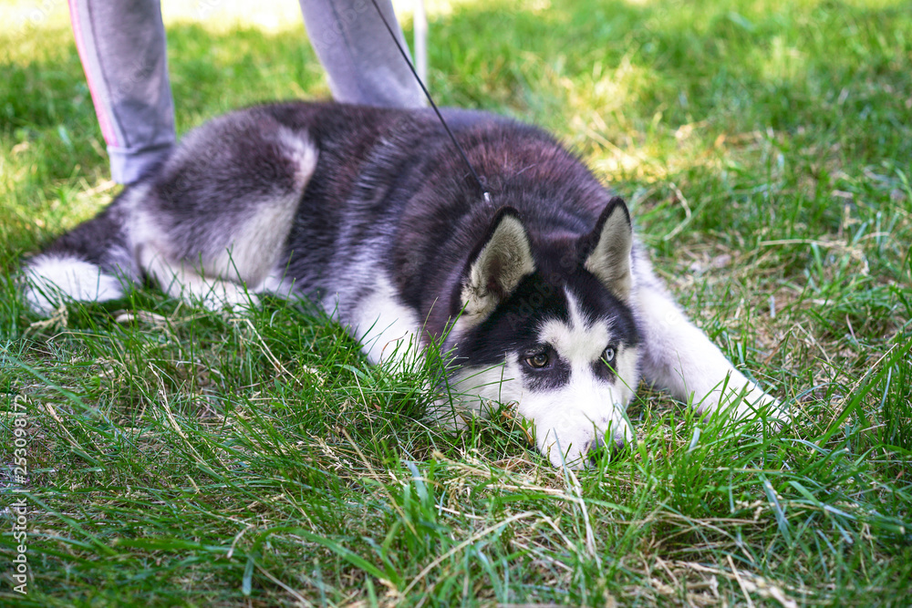 Funny Husky dog is lying on the bright green grass