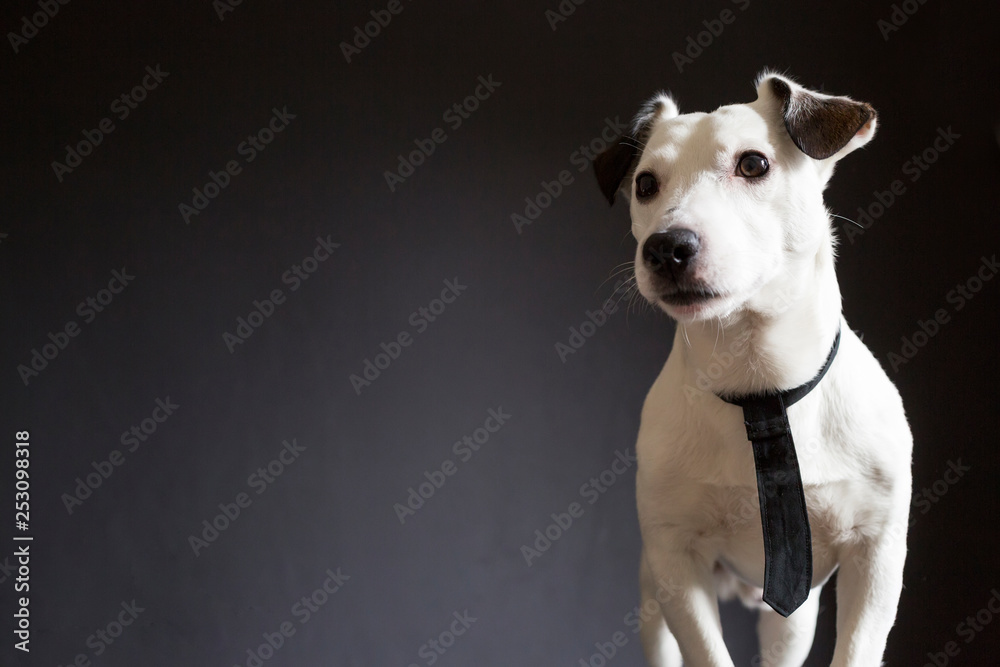 jack russell terrier business dog with a black tie on black background