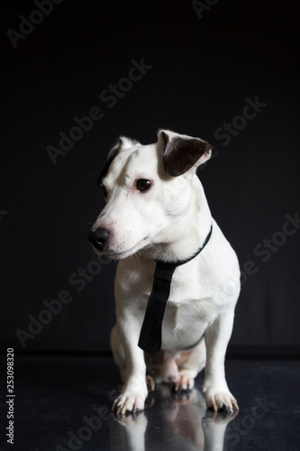 jack russell terrier business dog with a black tie on black background