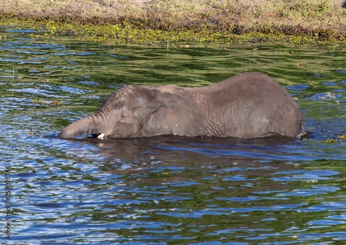 Elephant bathing and playing in the water of the chobe river in Botswana
