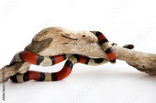 Young Scarlet kingsnake Lampropeltis elapsoides on a wooden curved snag. Nonpoisonous snake with a three colored, which characterizes mimicry. on a white background photo