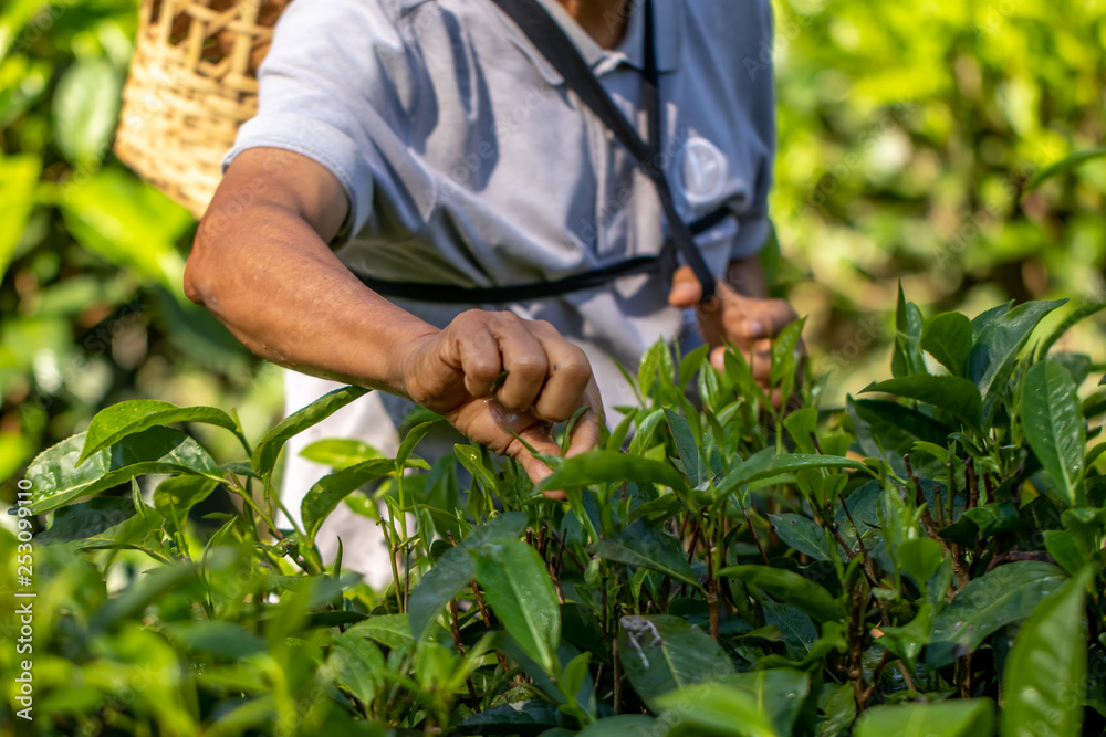 The gardener is picking up young tea leaves in the garden or farm in the morning of harvest day. The gardener is picking up young tea leaves in the garden or farm in the morning of harvest day.