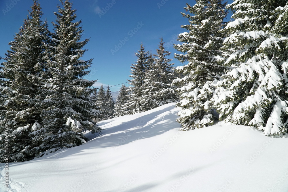sapin enneigé sapin enneigé
