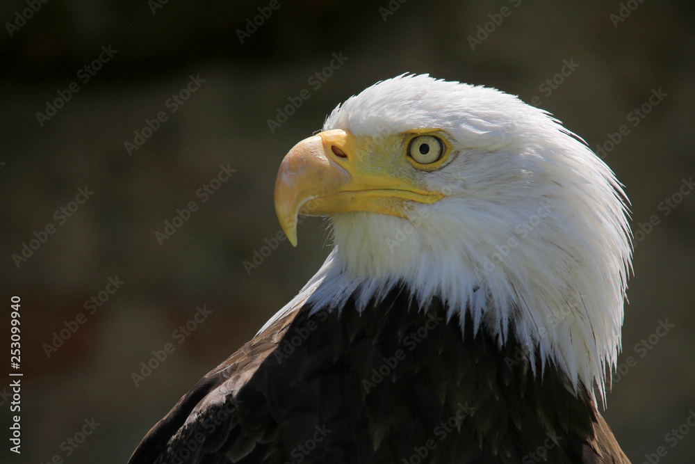 Weißkopfseeadler (Haliaeetus leucocephalus) Weißkopfseeadler (Haliaeetus leucocephalus)