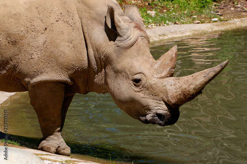  Breitmaulnashorn (Ceratotherium simum) am Wasser