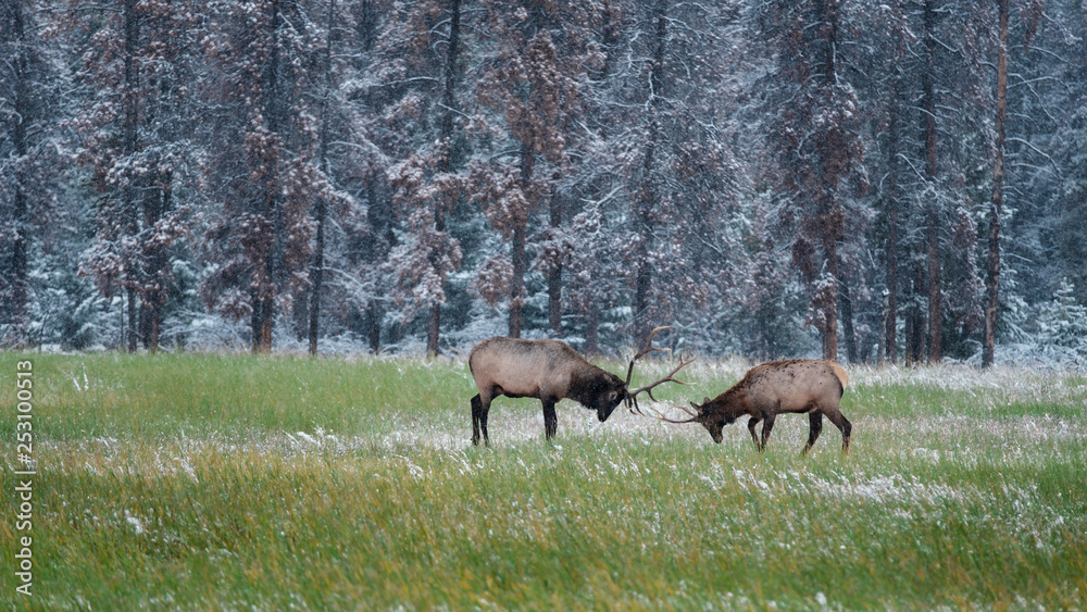 Fototapeta premium Elk Fight