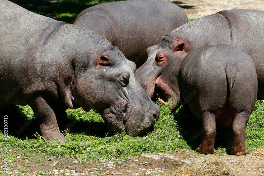  Flusspferd (Hippopotamus amphibius) Gruppe frisst Gras