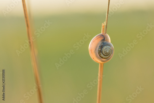 snail on a straw backlit