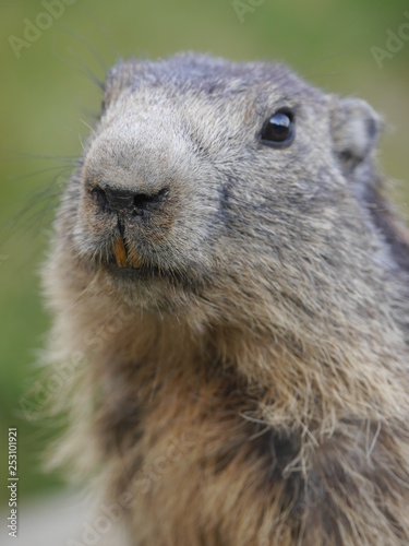 Repas de jolie marmote en gros plan photo