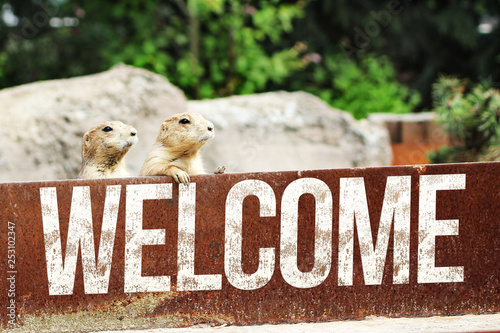 Welcome Merkat - Erdmännchen