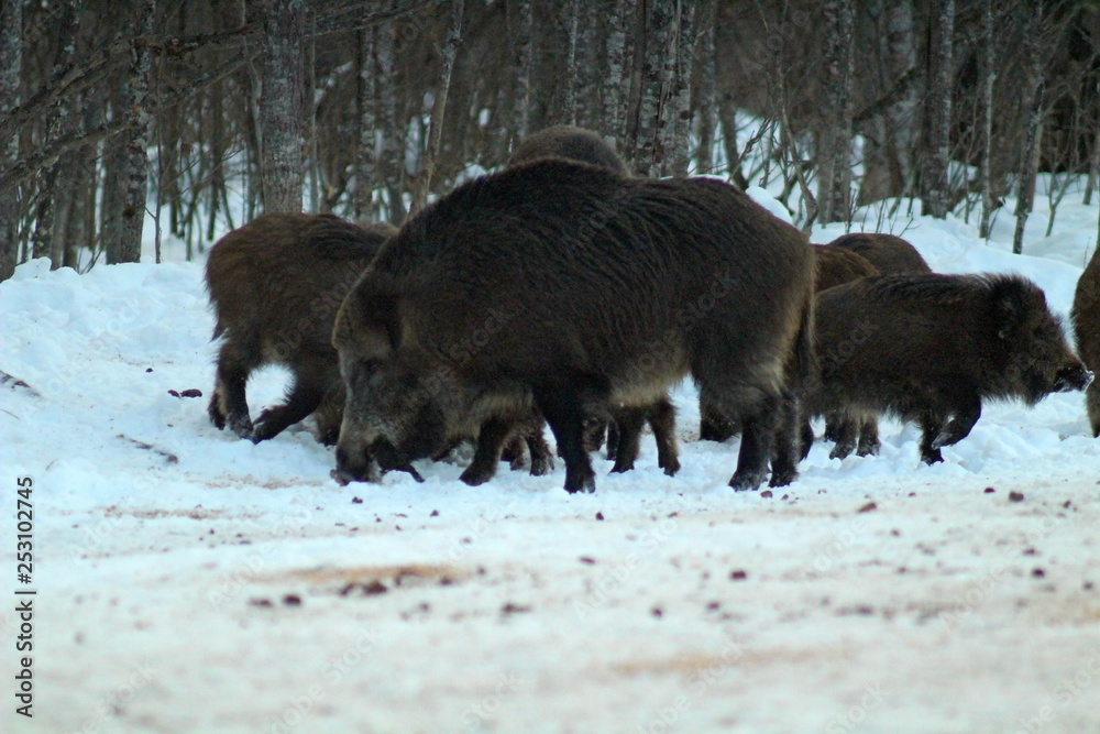 Wild boars feeding and protecting their territory in a forest glade. The unique image of hunting animals. Wild boars feeding and protecting their territory in a forest glade. The unique image of hunting animals.
