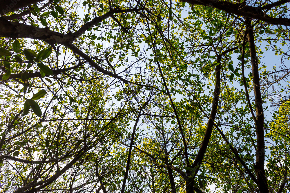 Naklejka premium Background of nature