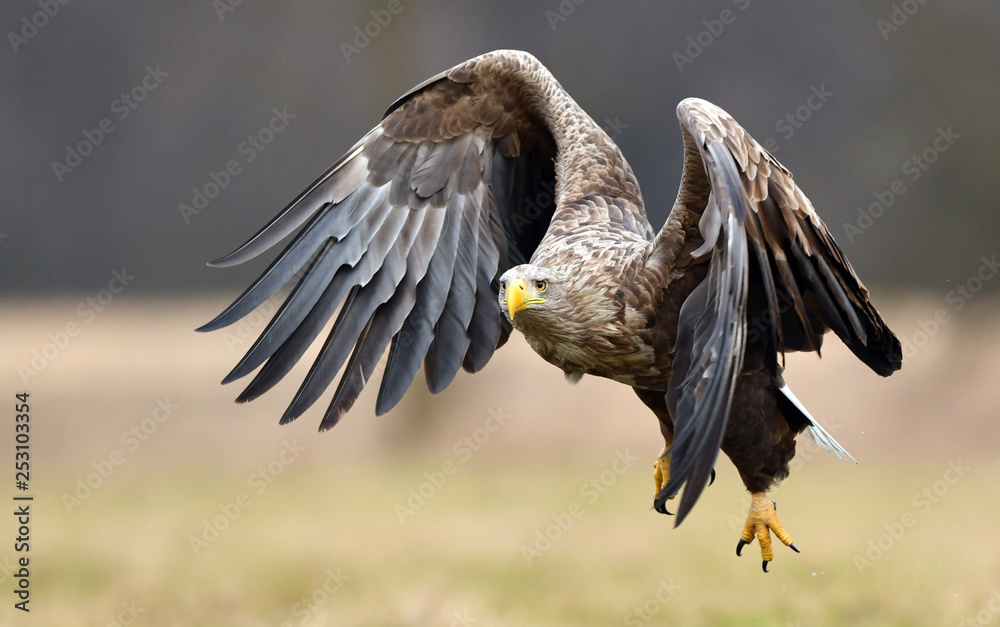 Naklejka premium White tailed eagle (Haliaeetus albicilla)