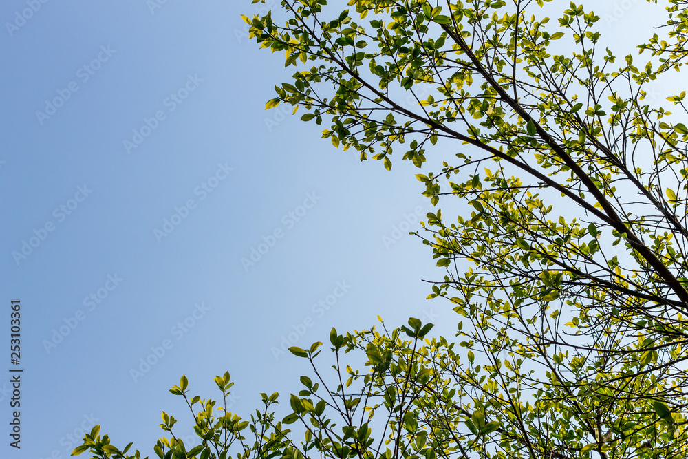 Background of nature Background of nature