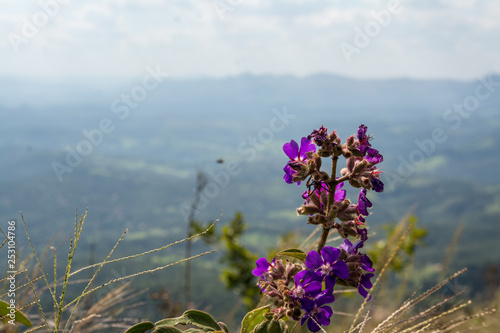 Purple wildflower on top of a mountain, with a blurry green hilly background.